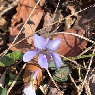 でも、バス停🚏の側に咲いていたタチツボスミレさんで、癒しと登りのパワーを頂きました☺️
