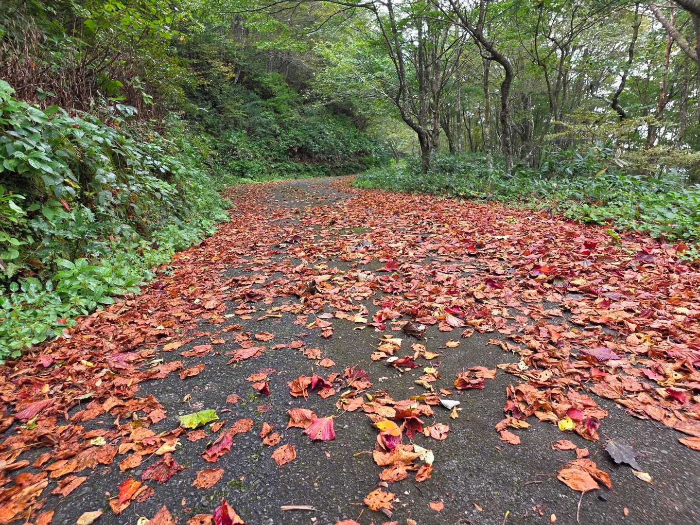 落ち葉🍂の絨毯