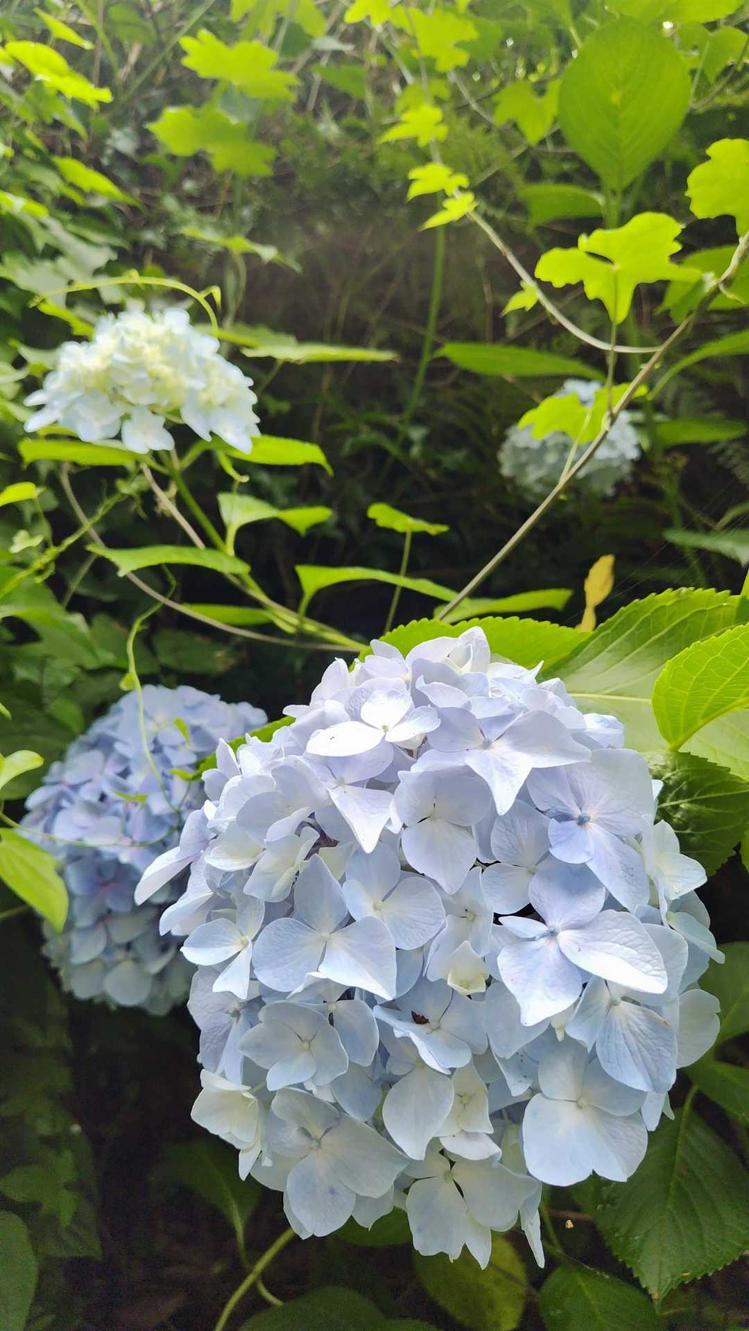 アジサイ。
