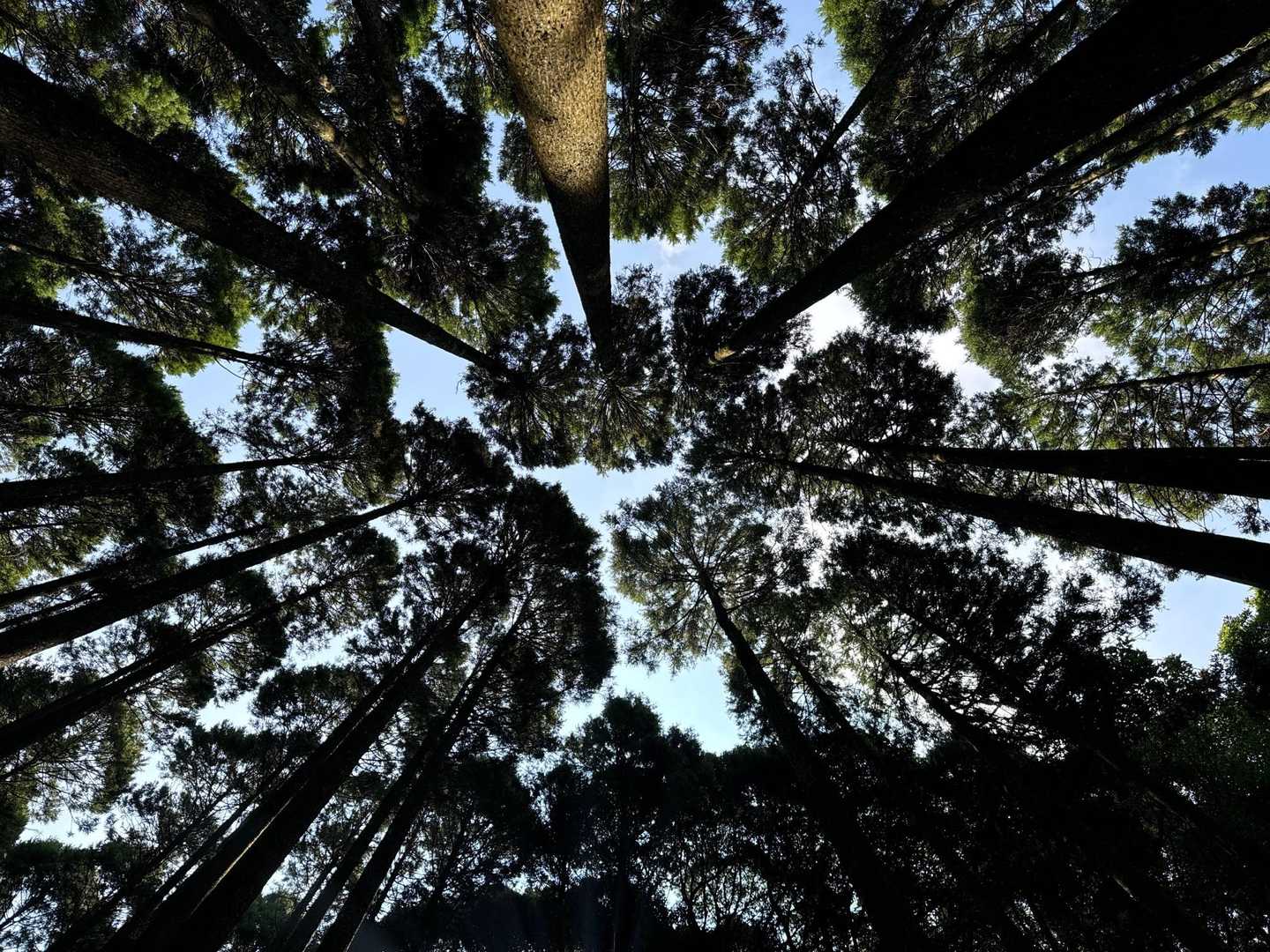 笠置山 往復コースの写真