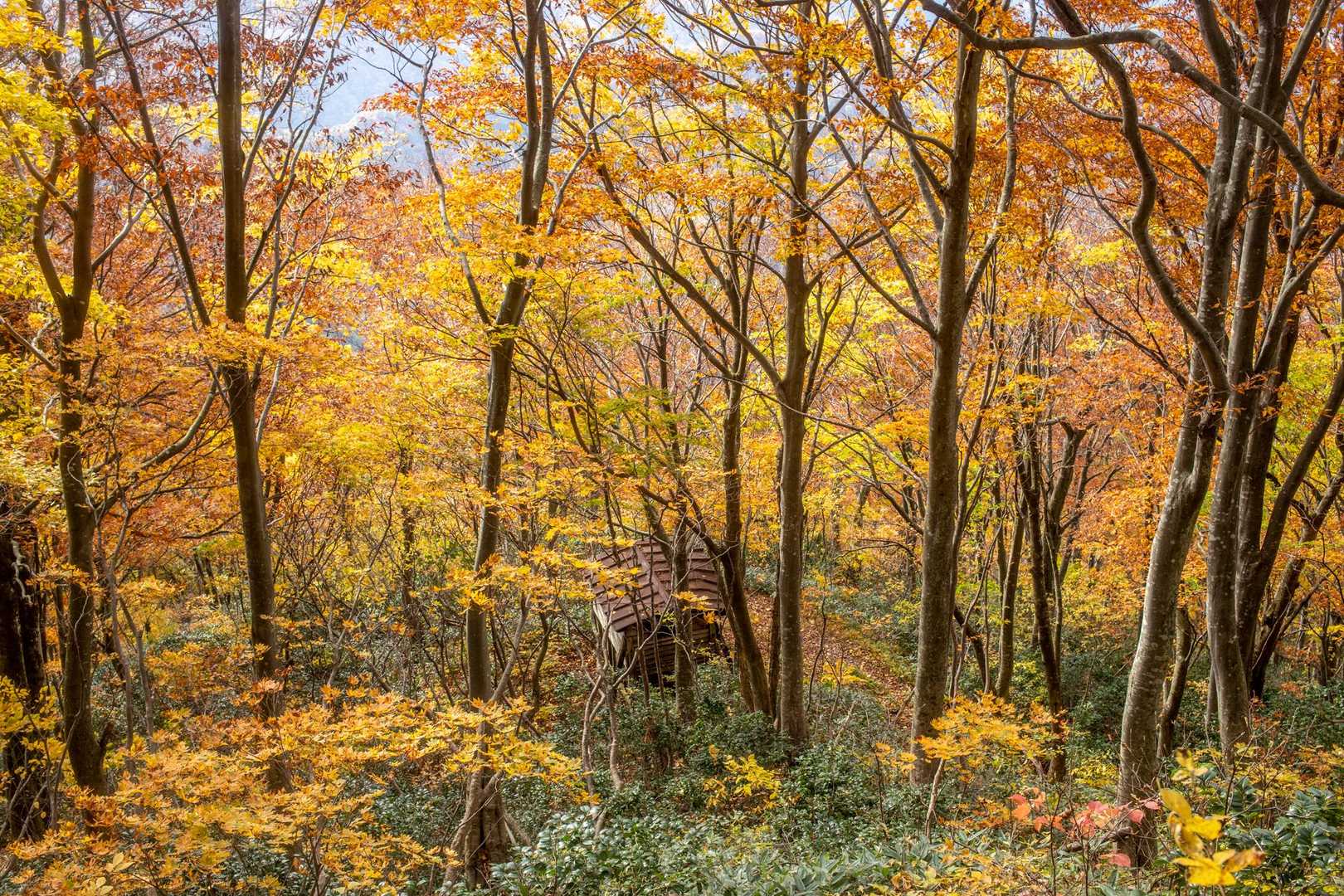 小屋の辺りが紅葉的には一番良いかな？