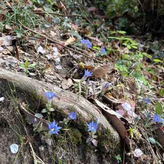 たくさん咲いてる♪