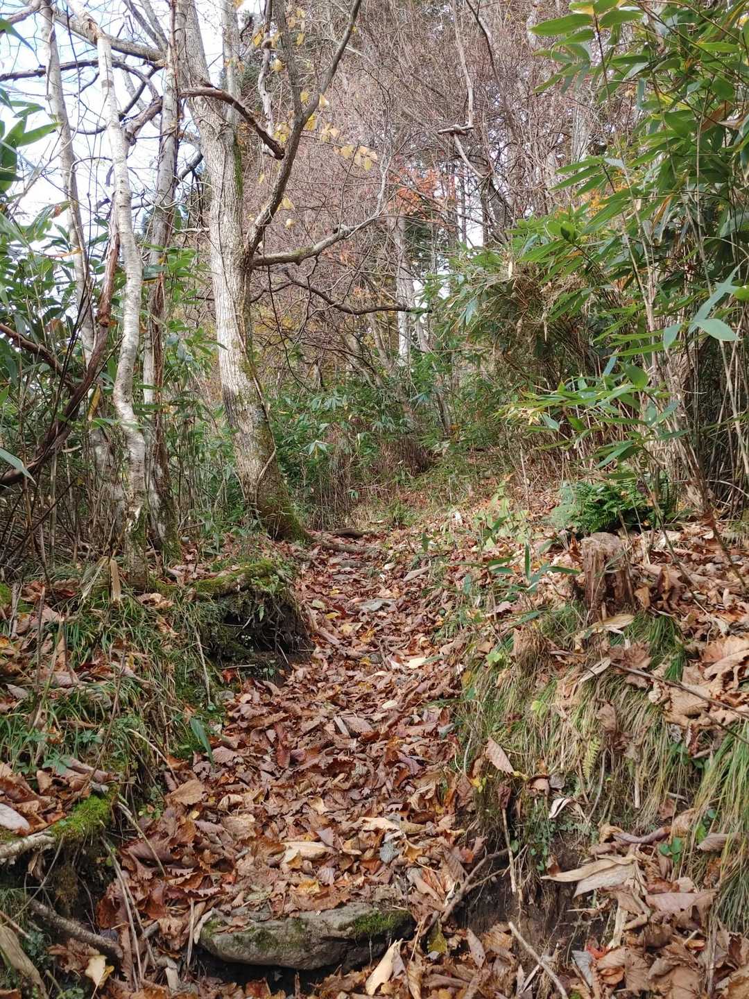カムイヌプリ登山口-カムイヌプリ-奥カムイヌプリ 往復コースの写真