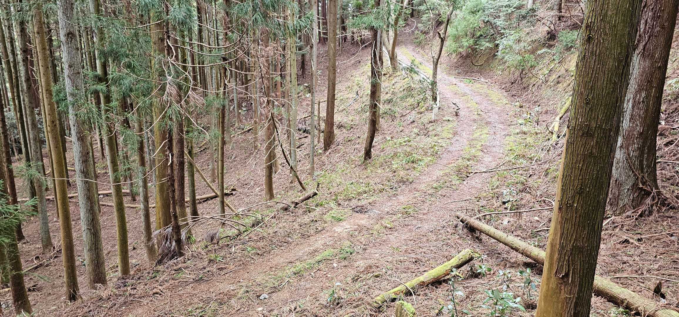 お！林道に合流
この林道を使わず、また、この下に下ります。😑