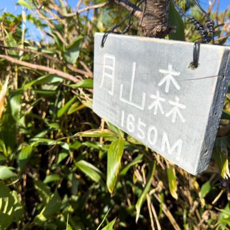 月山森