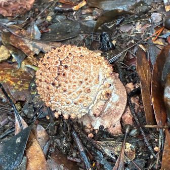 なんだ、なんだ、きのこ祭り🍄