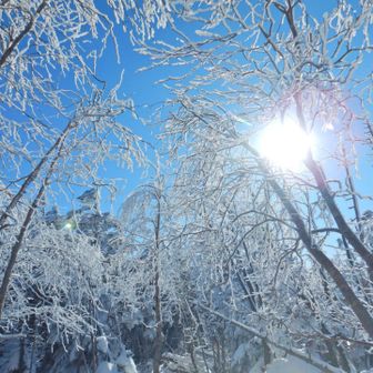 樹氷も綺麗です。