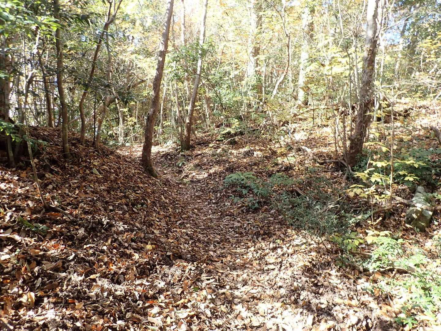 広葉樹枯れ葉ロード気持ちよい♪