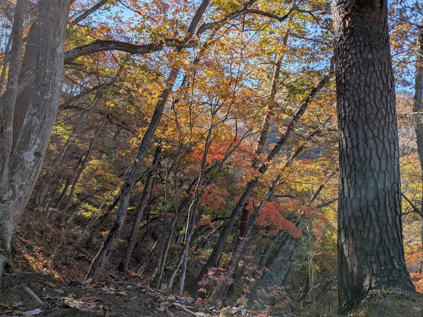 紅葉