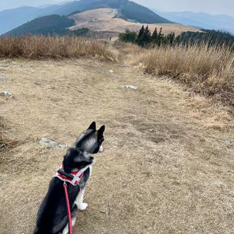 稜線➕🐶