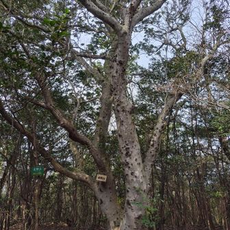 金剛山の山頂の樹