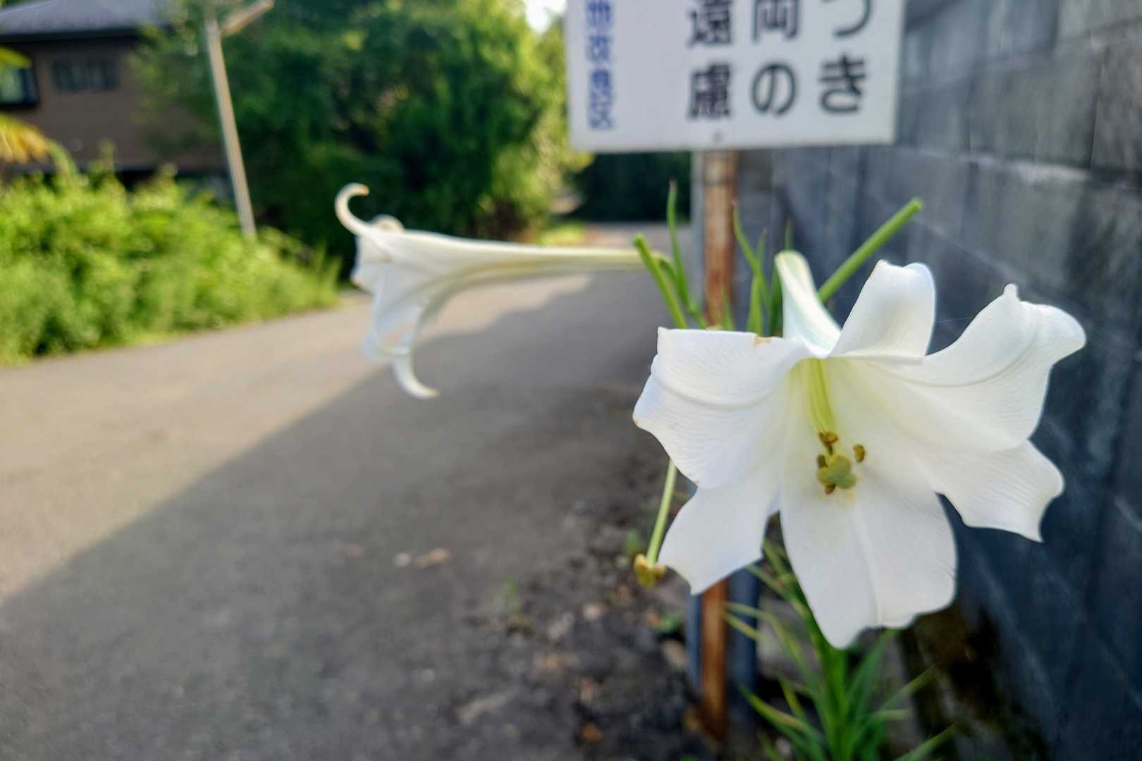 バスはいつもどおり無くて舗装路でウォーミングアップ。
夏に咲いてるユリは匂いしなくない？😐