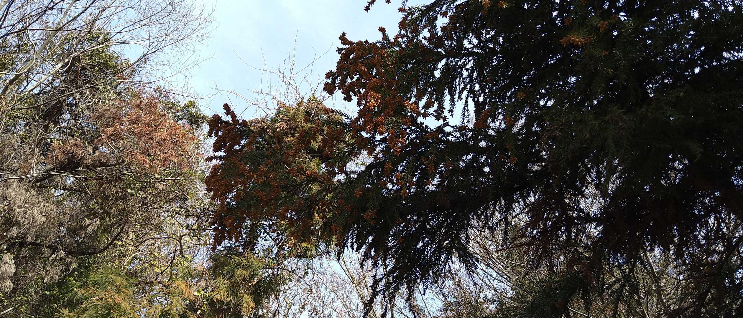 スギの雄花と花粉と青空😆花粉症の私としては、いよいよその季節がやってきたかと😱😱😱