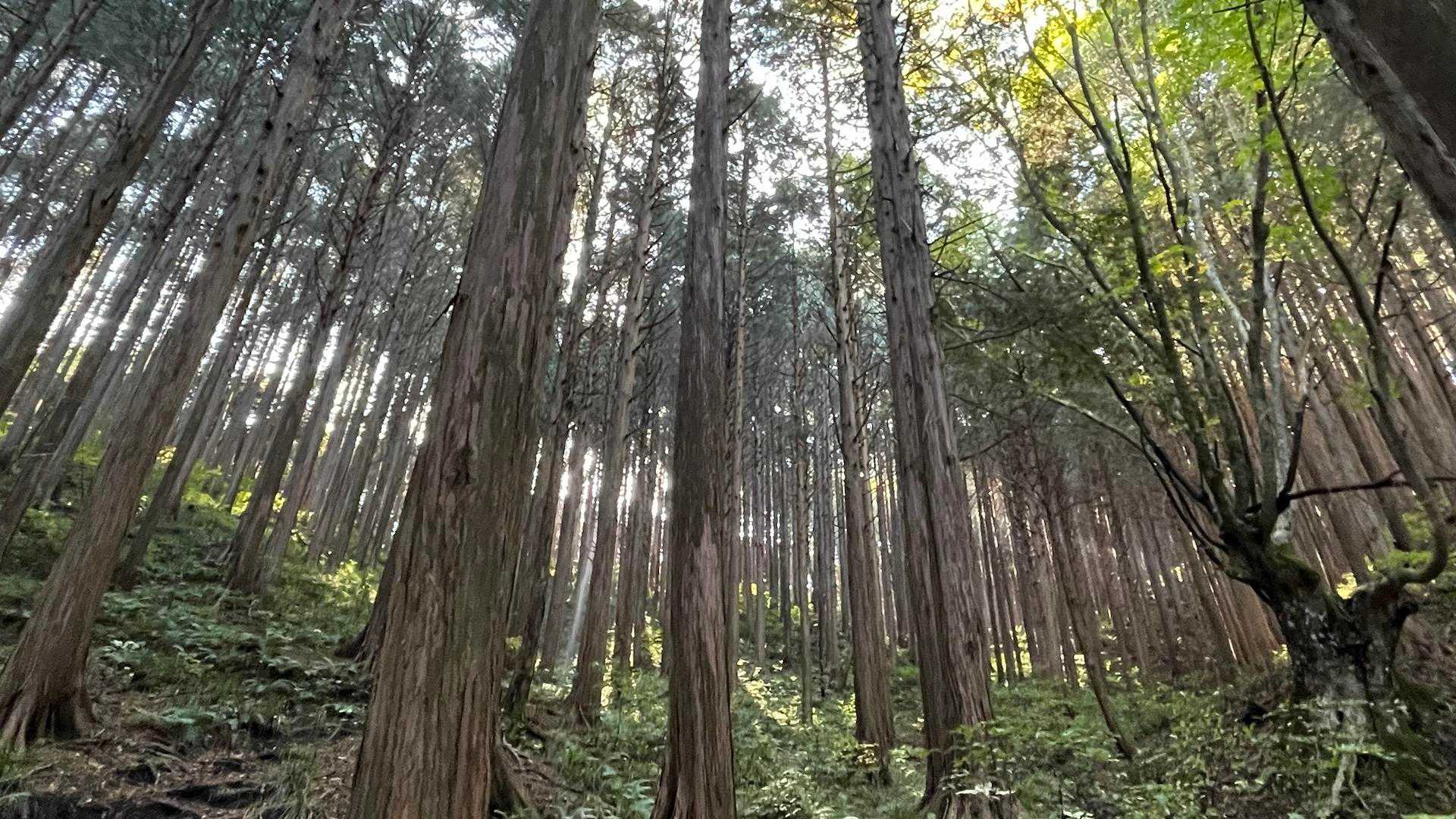 下りの後半は針葉樹ゾーン