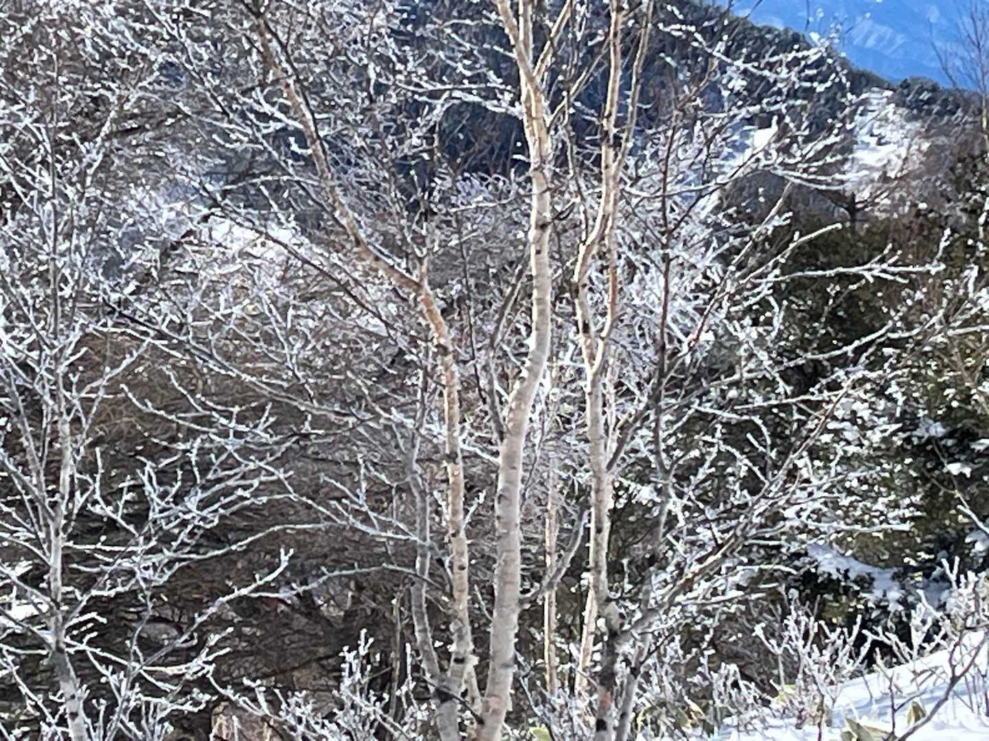 白樺霧氷