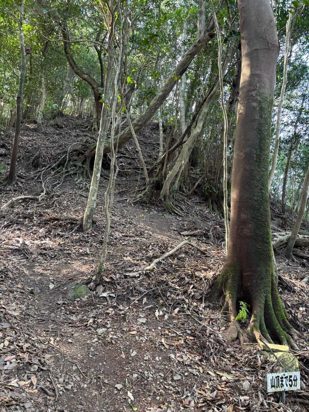 山頂までの急登
楽しそう♪