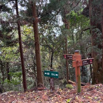 ジャレ杉、七又杉、大和杉、寄り道する元気があれば行って見ましょうね。

