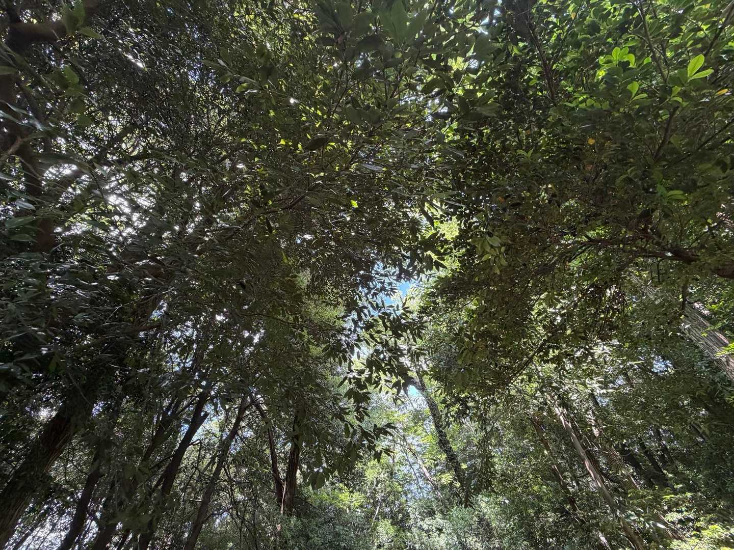 諏訪ヶ岳-古道五差路 縦走コースの写真