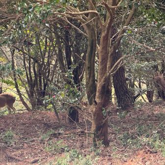 | ˙꒳ ˙)ﾁﾗﾘ