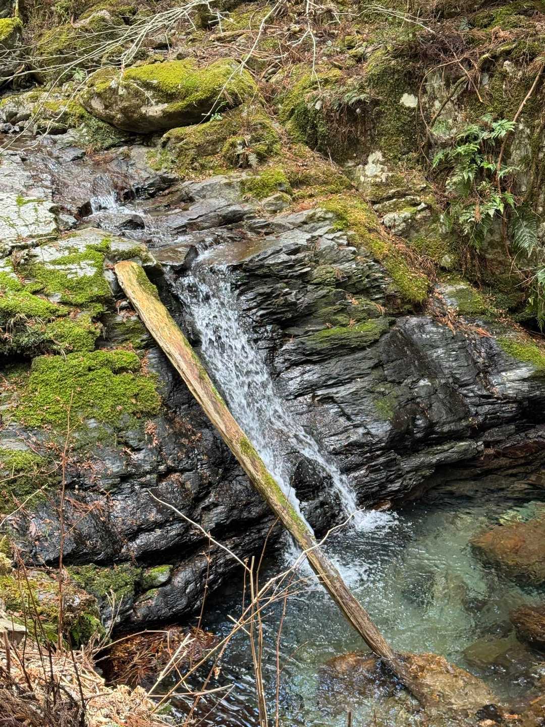 野原コース登山口-七洞岳 往復コースの写真