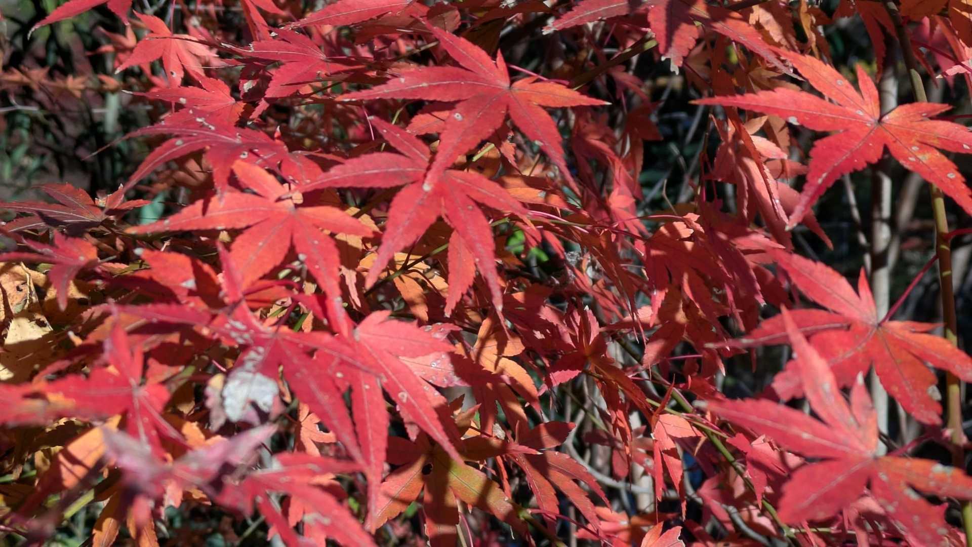 まだ
ドーニカ
もっとる
🍁紅葉