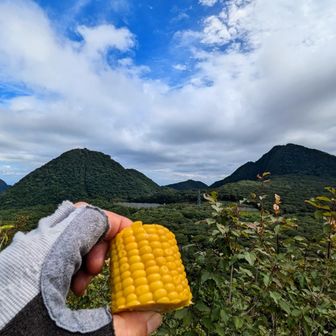 ウリさん差し入れ🌽甘っ🤩昨日赤城で買って来た🌽二ツ岳と相馬山