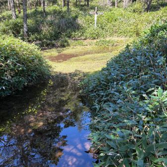 大河原峠までの分岐が見えた！
やったー♪
ん…？？
ぐるりと見渡しても
行けそうなところなし🙅‍♀️
ここをジャンプする？
そうするしかないよね？？
もちろんジャンプした先も
サブン🌊でした😅