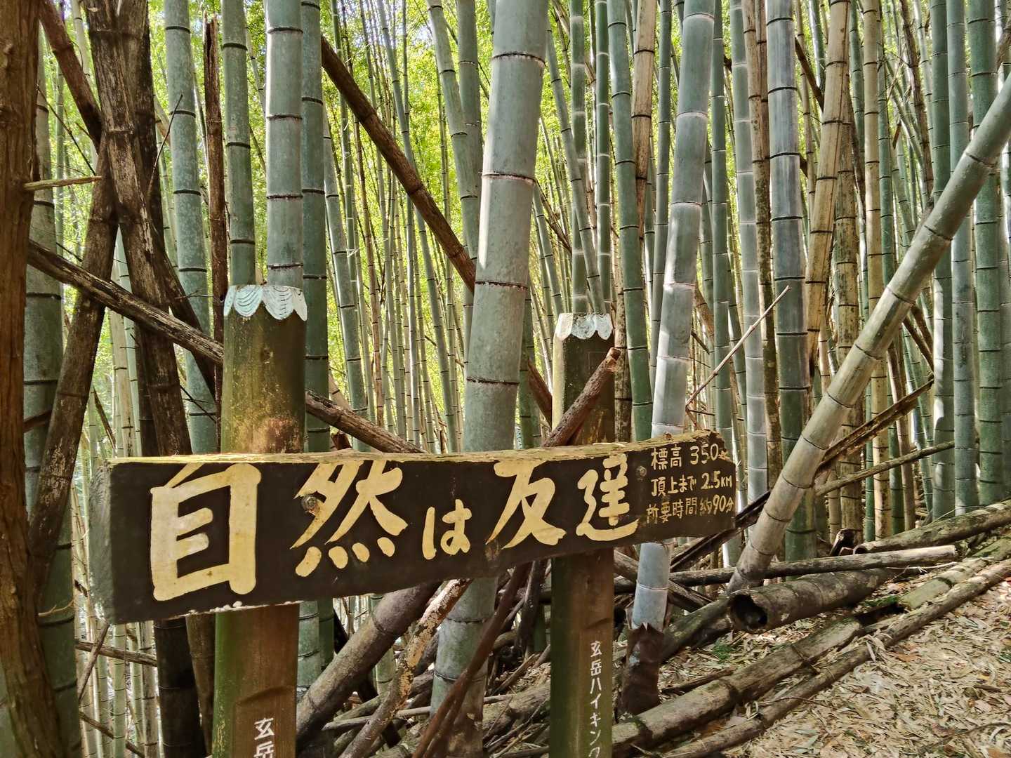 はじめは竹林。そのあとは広葉樹。杉がない。それだけで素晴らしい💯不思議なことに町中では鼻も目もグズグズだったのに、山の中では花粉症の症状がまったく出ない!