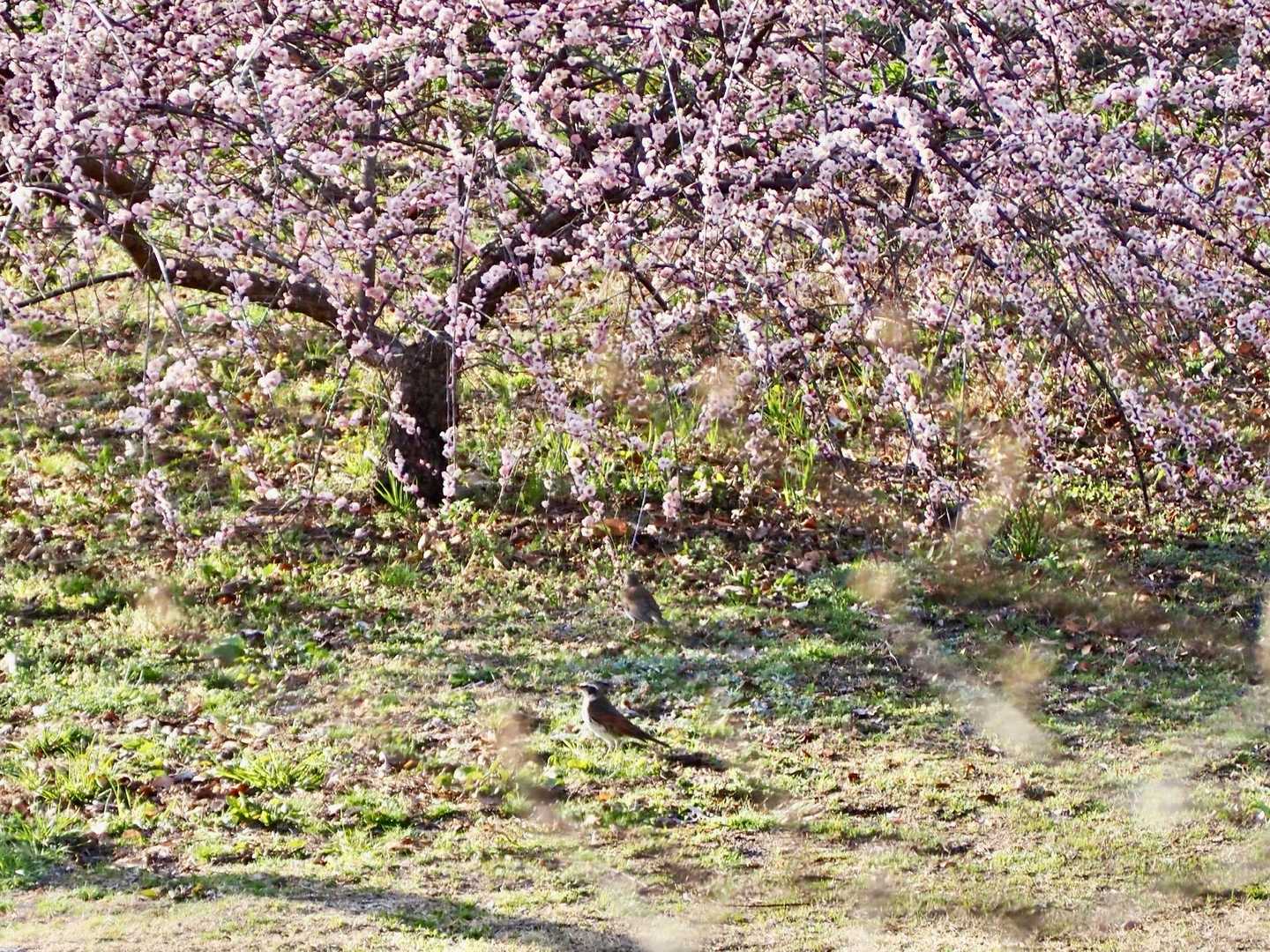 鳥活には全然機材不足だけど
それでも楽しいよね
