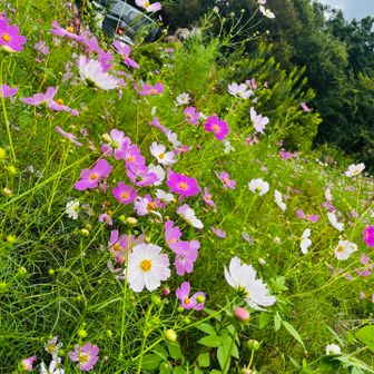 小田休憩所はコスモス畑🌸