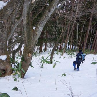 って見上げて、
ケヤキの木だな、って