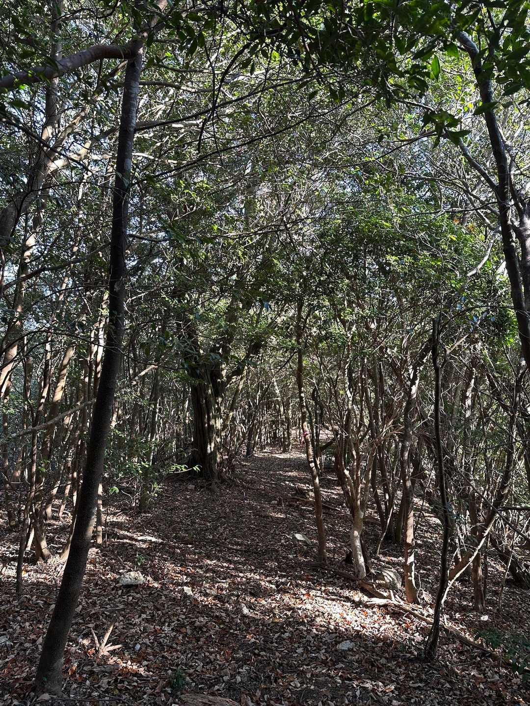 いい感じの山道