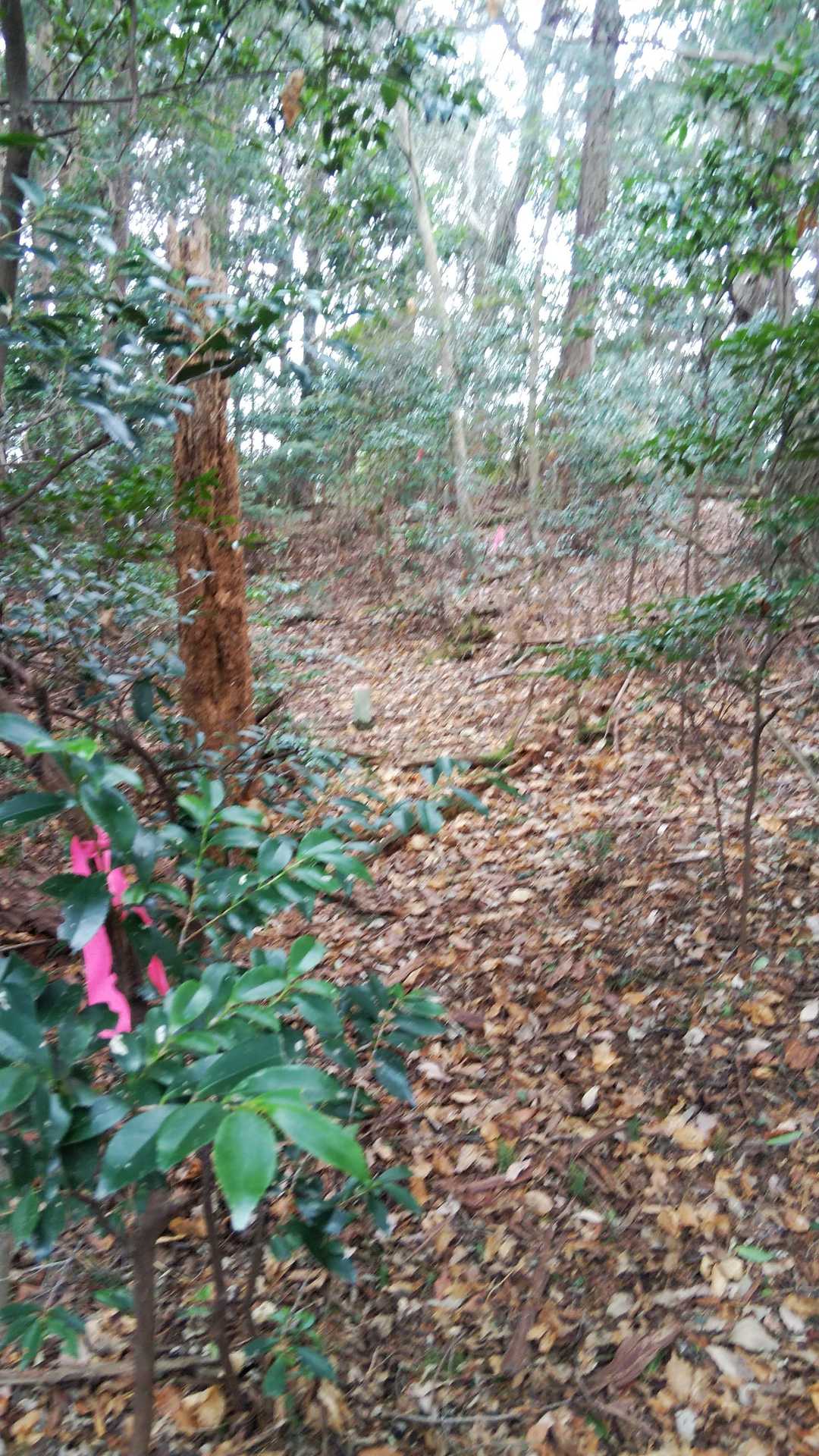 お、これはまさしく山頂へと向う道だ！まぁ道なくても行けるけど(笑)