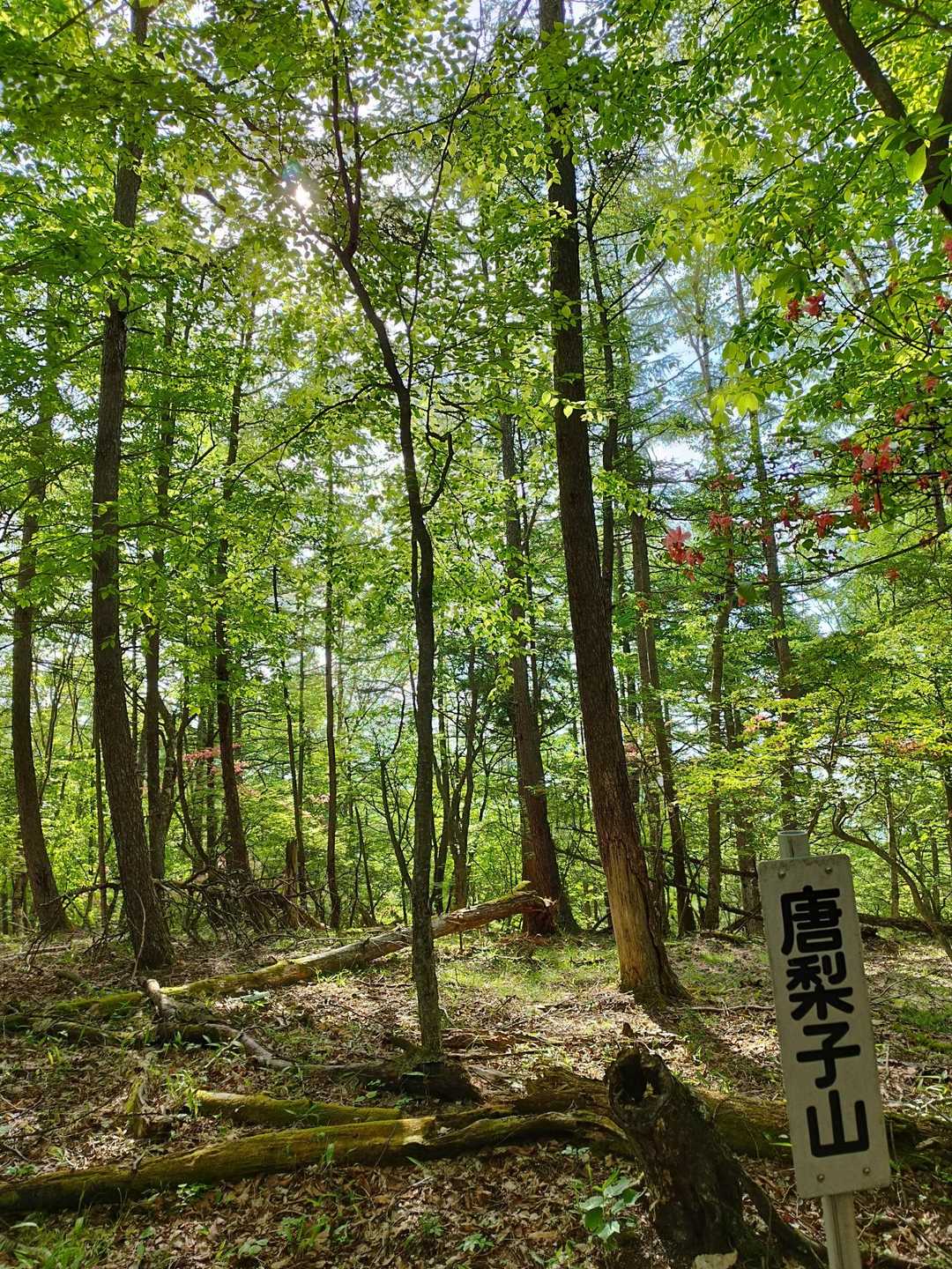 唐梨子山　からりこやま　稜線は平坦で微風が抜けて特に気持ちいい