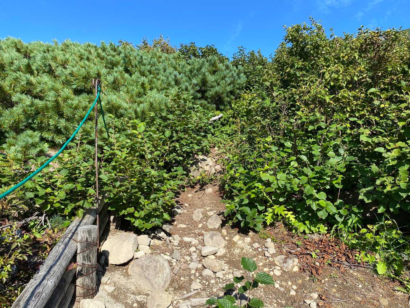 沓形登山口-三眺山-利尻山 往復コースの写真