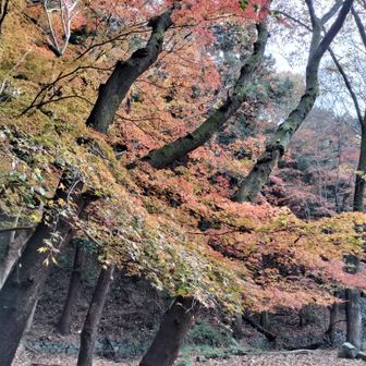 金竜寺跡の紅葉🍁