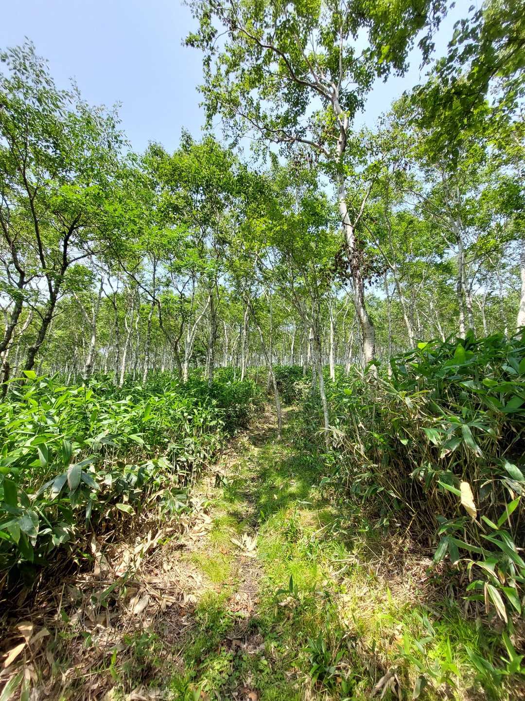 ダケカンバに囲まれ、綺麗に笹や下草が刈り取られた登山道が山頂まで続く
羅臼山岳会の皆様による整備に感謝です✨