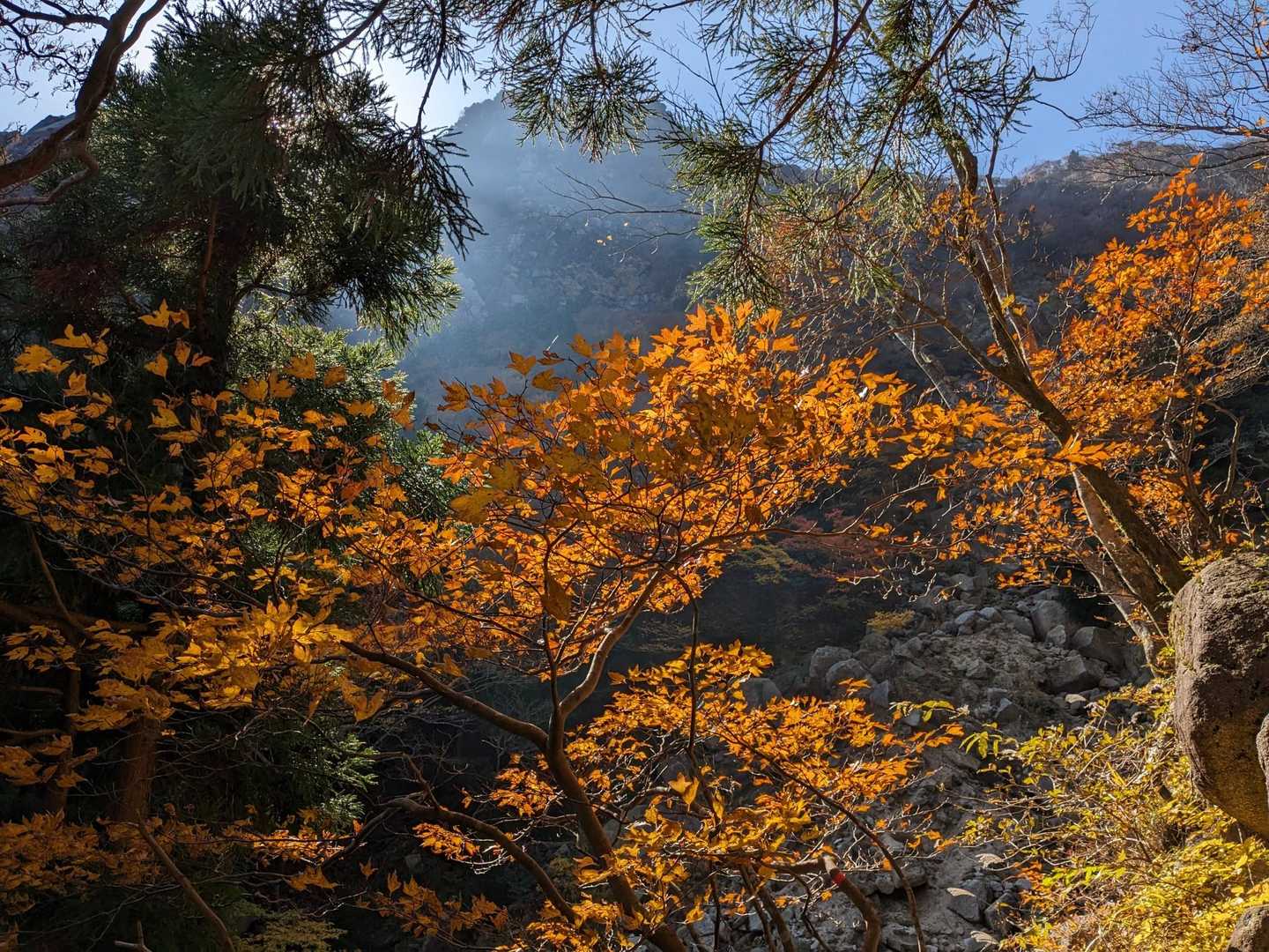🍁