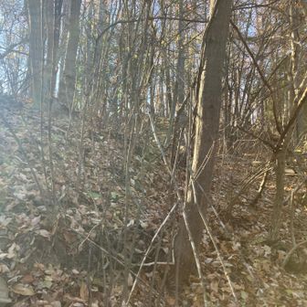 急勾配に藪漕ぎと里山を存分に味わえます😂おそらく正解の道は無いので、自分が行けそうな道を探しながら登っていきました👀