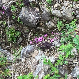 今年も咲いてました🌸
何故そんな場所を好むのか？
近づけないので遠くから
正に高嶺の花❣️
崩壊地なので撮る方も命懸け🤣