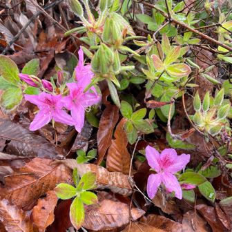 少しだけ咲いていたツツジ