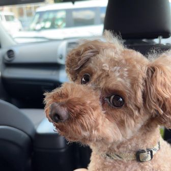 たぬき⭐︎マロン