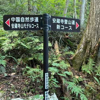 ここが2本の登山口の別れ道ですね(登る時はミスコースしたので見てない)