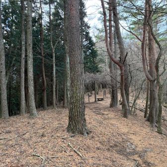 ようやく主脈の稜線に乗りました
急登が普通にきつかった…！！