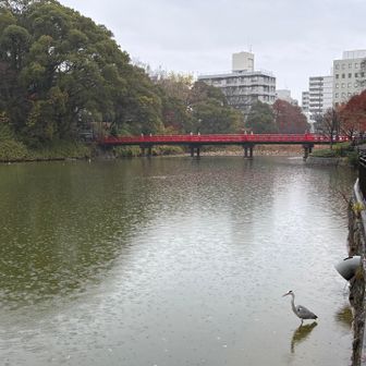 天王寺公園、朝活☔️
赤い橋を渡ったら茶臼山っぽい
…何かいる😍