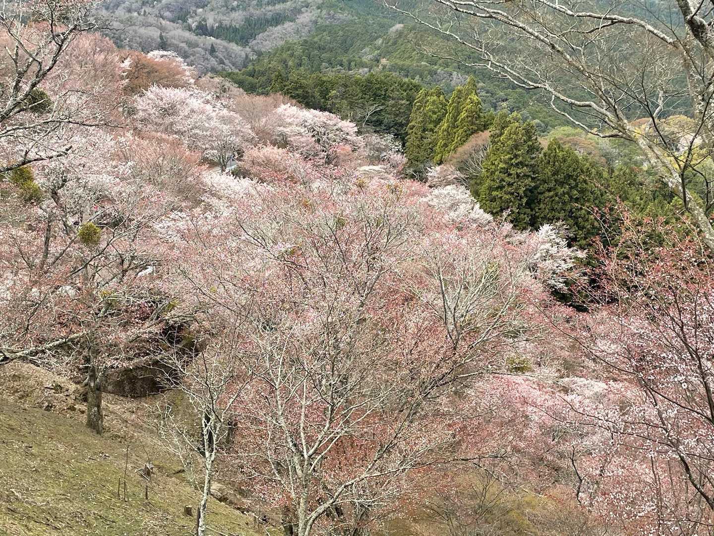 金峯山寺-韋駄天山-吉水神社 往復コースの写真