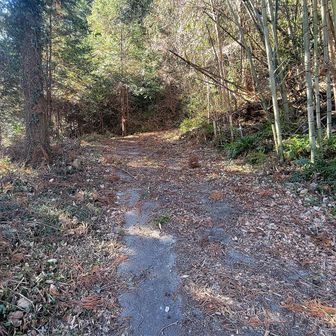 はじめのうちは車道っぽいが、落ち葉たくさんでよくわからず。