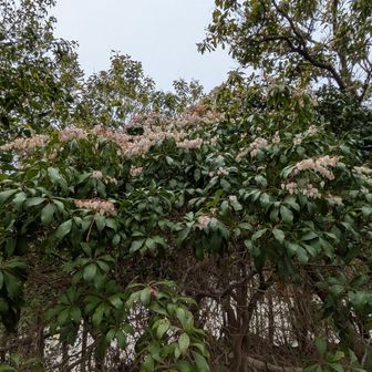 ピンク🩷のアセビ？