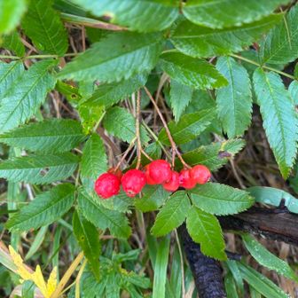 タカネナナカマド（高嶺七竈）かな？
ナナカマドより実が大きい
