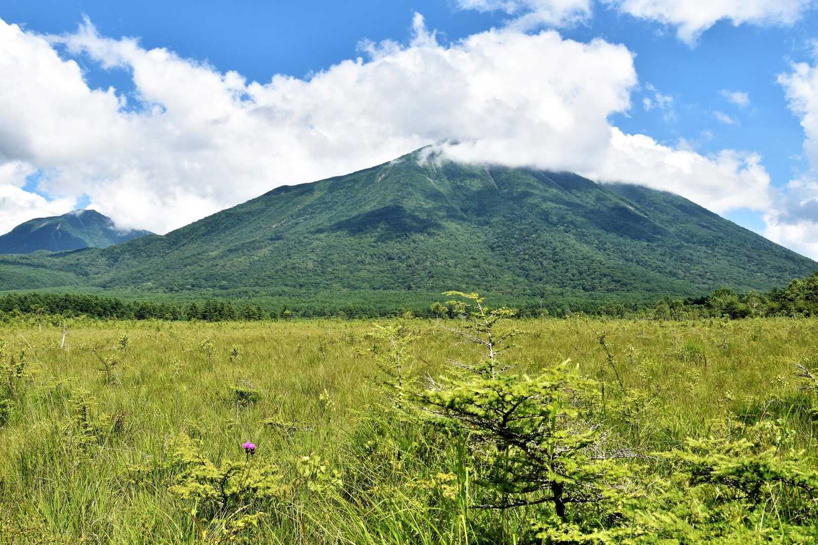 【フラット登山】日光・戦場ヶ原の果てしなさ　広大な草原に純白の花々の写真